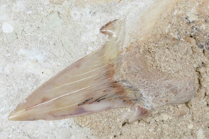Otodus Shark Tooth Fossil in Rock - Eocene #174171